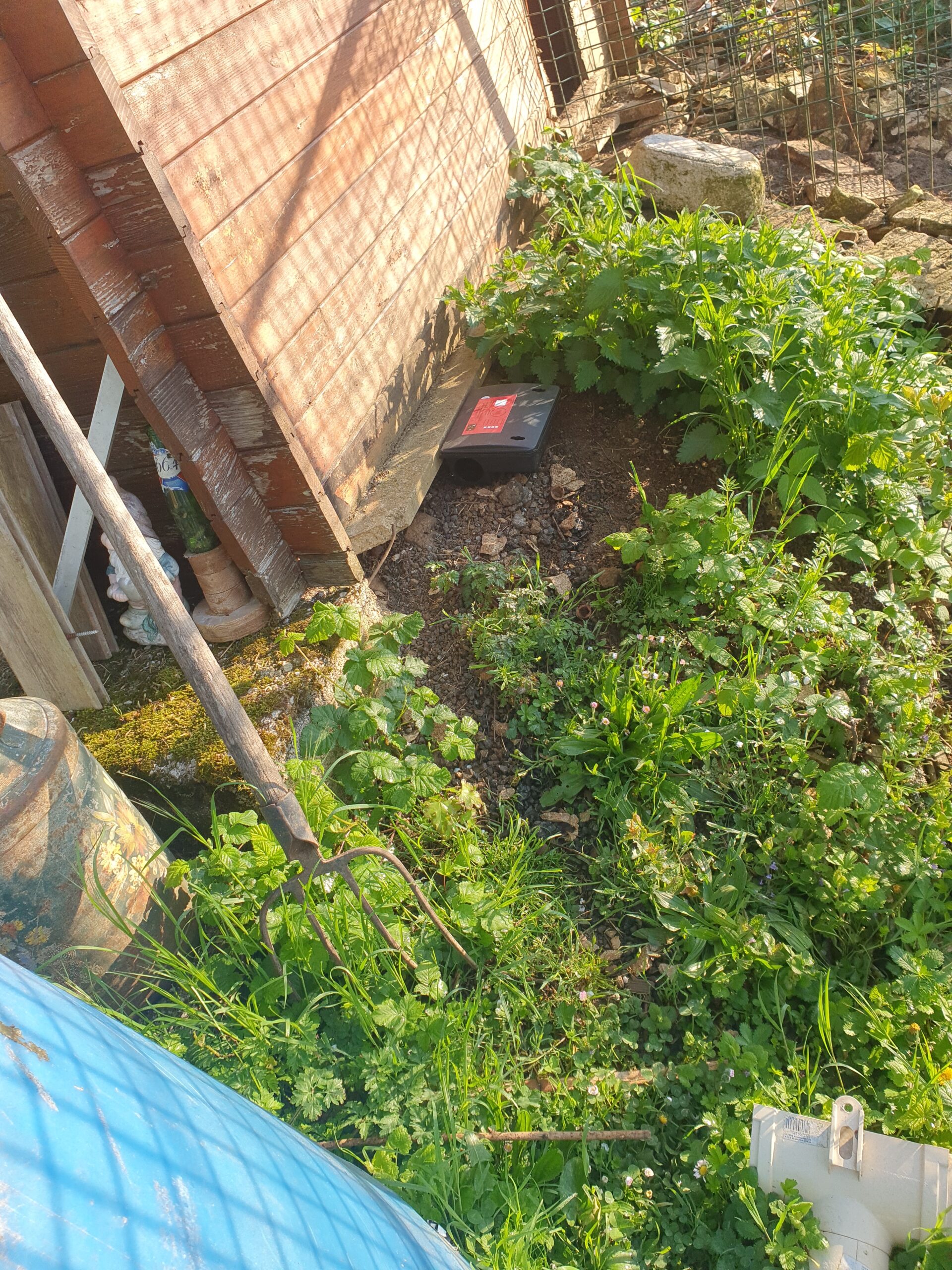 Souris dans un environnement domestique
