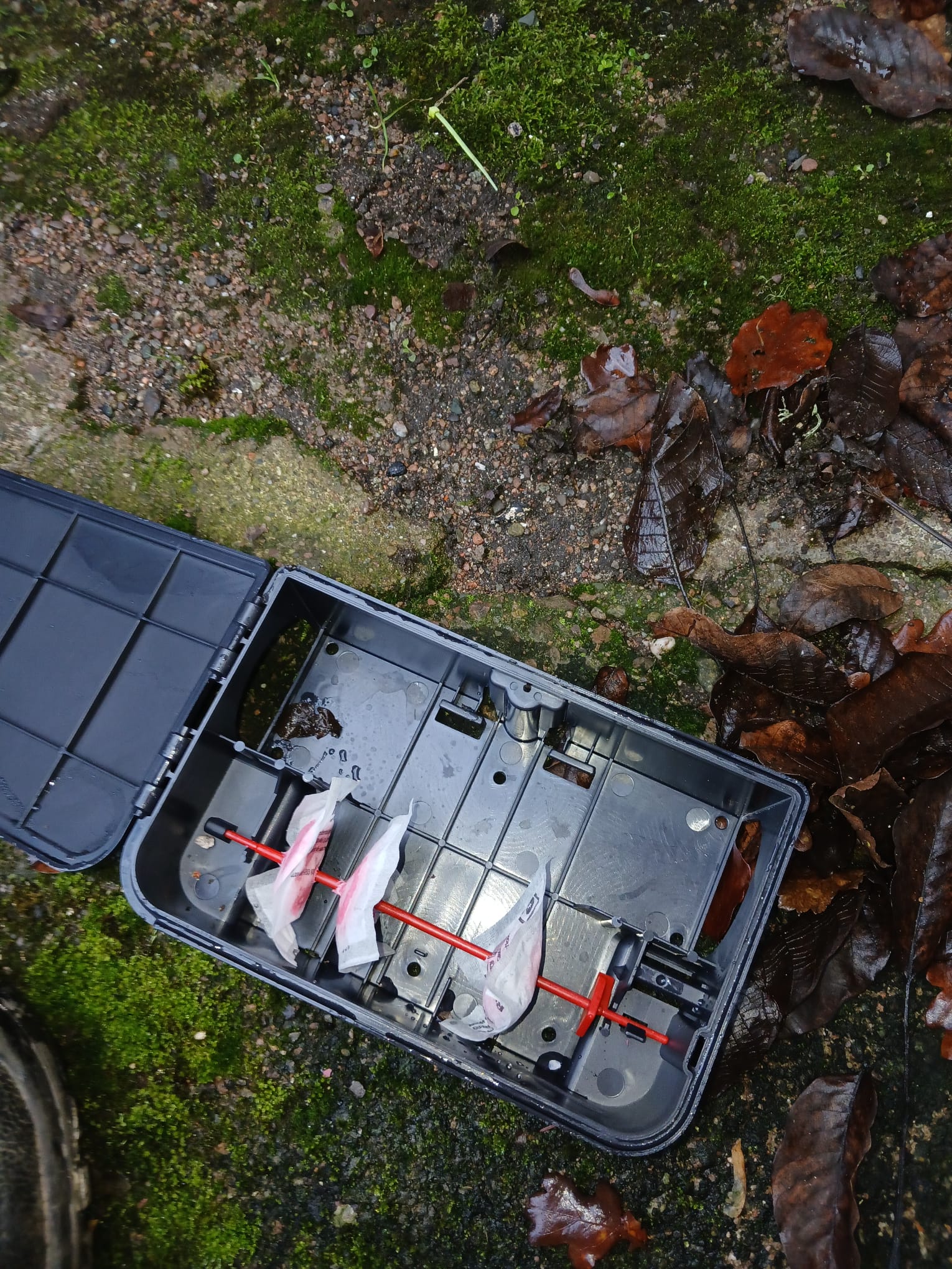 Appâts professionnels pour dératisation par JS Services Nuisibles